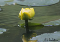 Nuphar lutea